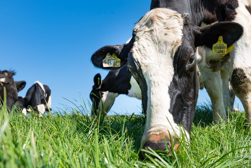 ボスキャッスル Cargurra Farmヴィラ エクステリア 写真